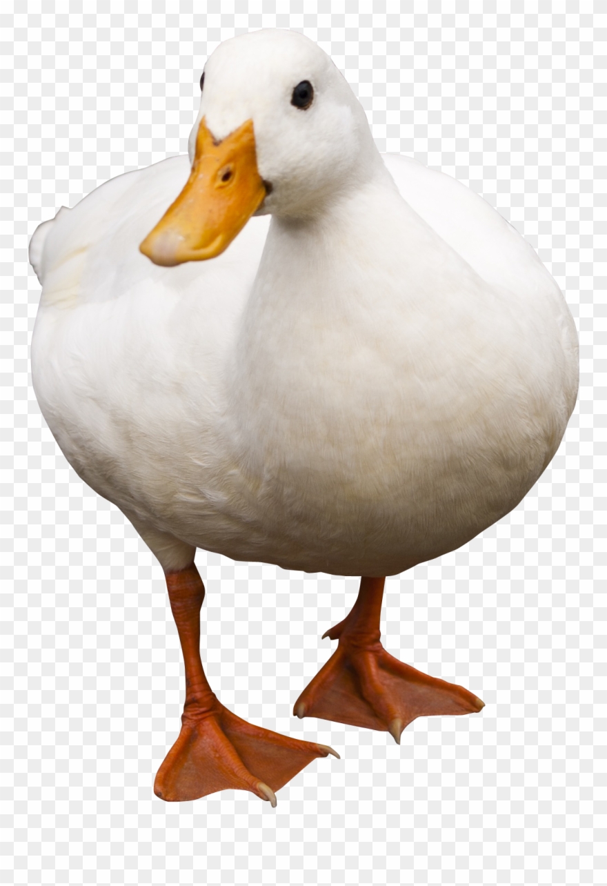 Duck Clipart Images - Png Download