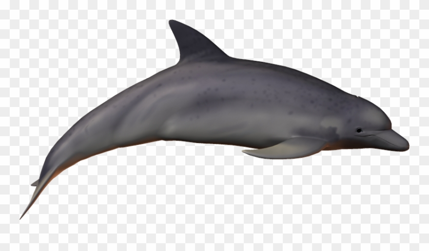 Bottlenose Dolphin Clipart Clear Background - Png Download