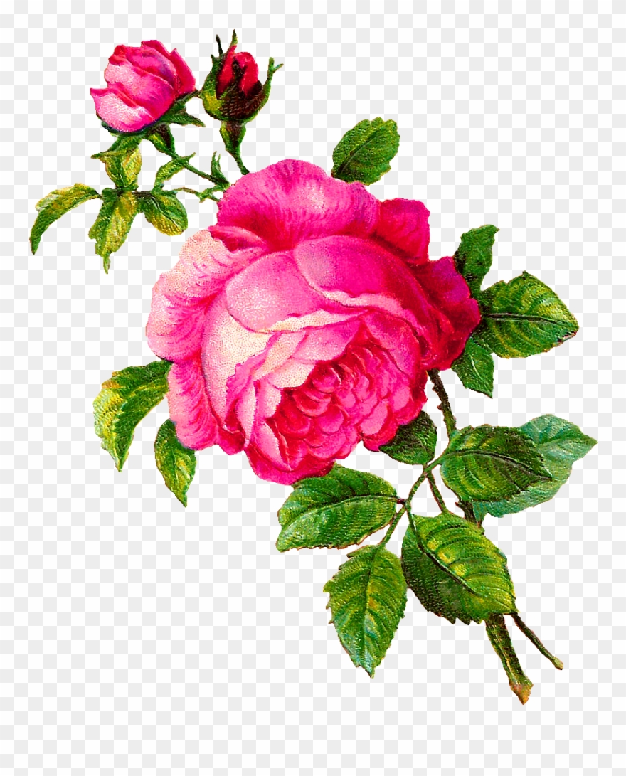 Pink Rose Clip Art - Png Download
