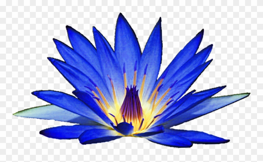 Blue Lily Clipart Clipground Rose Clip Art Free Free - Png Download