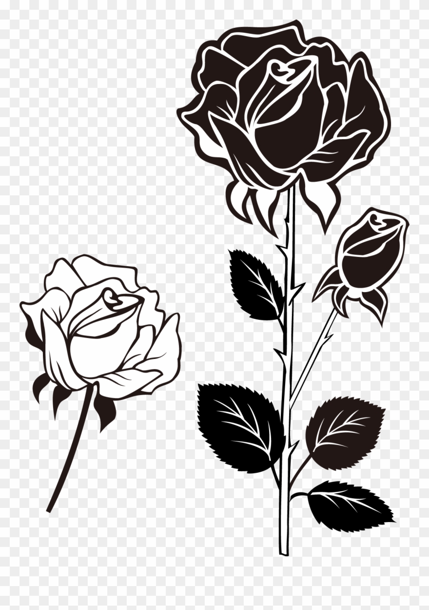 Beach Photography And Roses Transprent Clipart