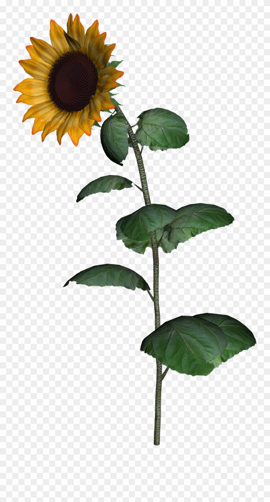 Sunflower Clipart With Leaf Png Images Transparent Png