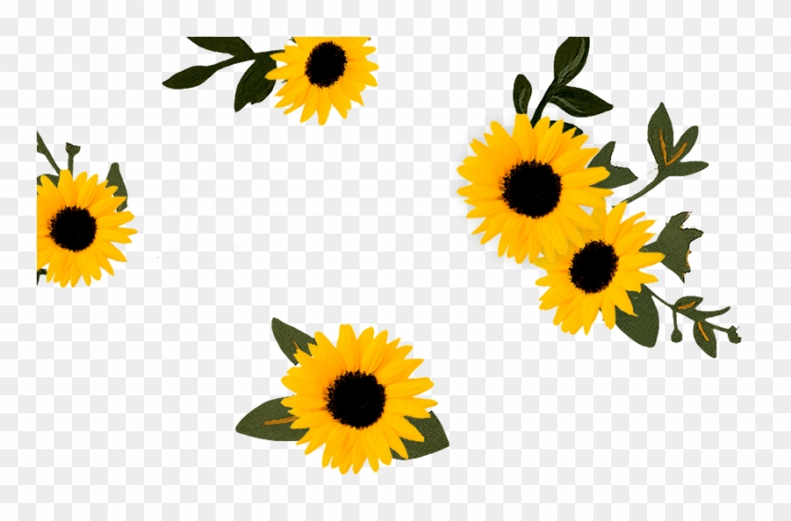 Sunflower Lounge Cafe Mosman Clipart