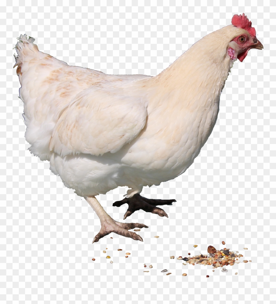 White Chicken Png Image Clipart