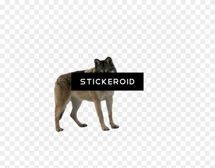 Wolf Animals Clipart