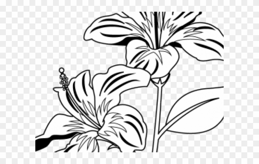 Plants Clipart Gumamela - Png Download