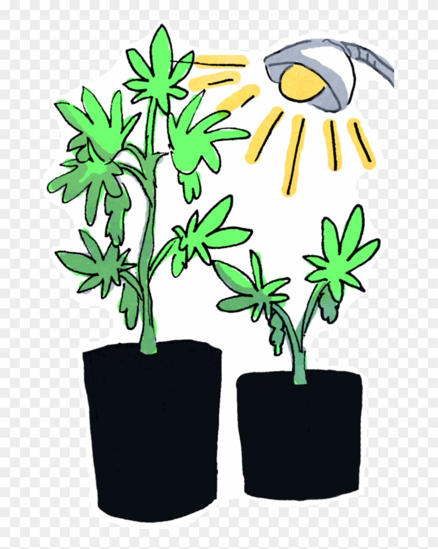 William Is Also Able To Compare The Amount Of Water Clipart