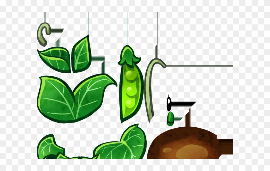 Pea Clipart Pid - Png Download