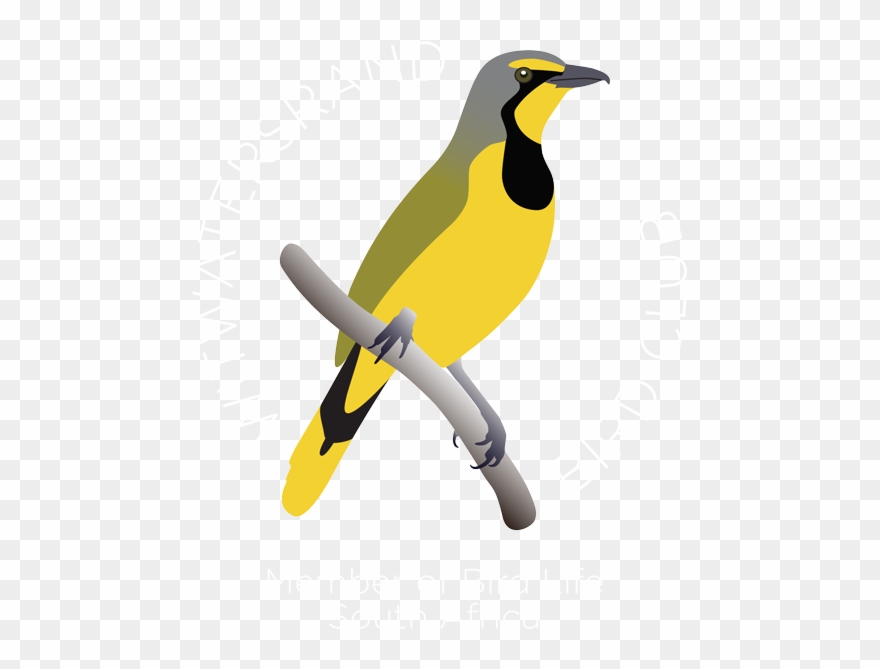 Wits Bird Club Logo Wits Bird Club Retina Logo Clipart