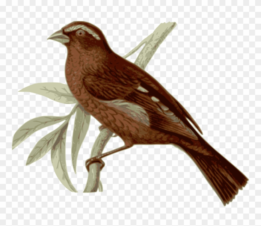 Free Stock Photo Clipart