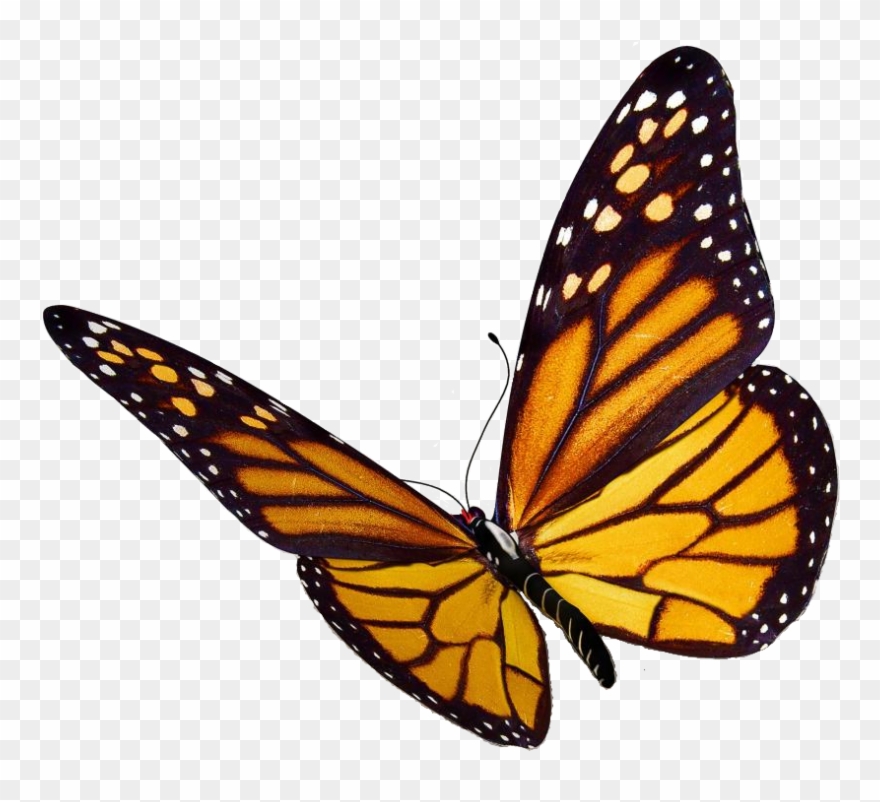 Monarch Butterfly Clipart Viceroy Butterfly - Png Download