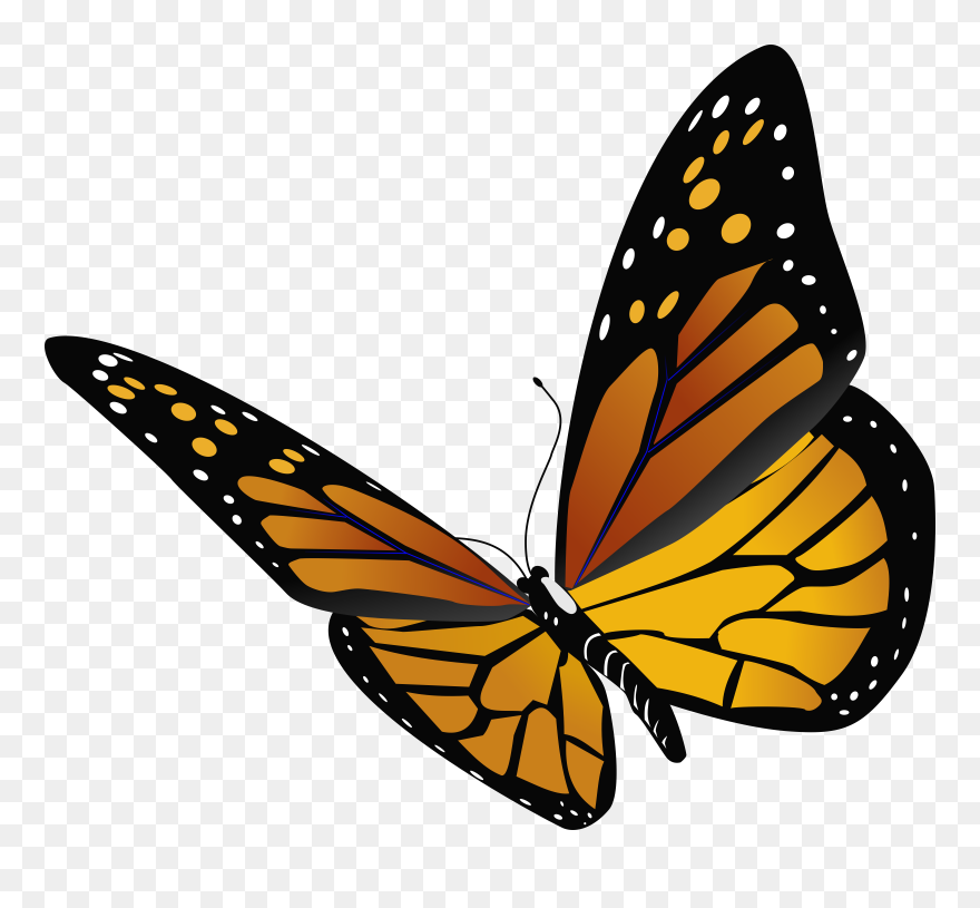 Butterfly Clipart