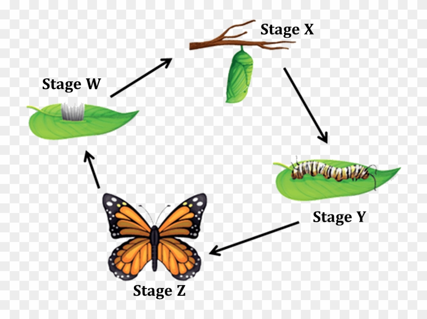 Figure Shows The Life Cycle Of A Butterfly Clipart