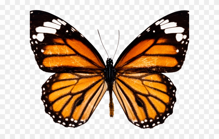 Images Of Butterfly Clipart