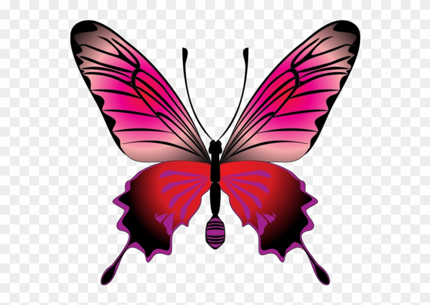 Бабочка, Насекомое, Butterfly Clipart