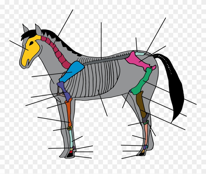 Réviser Son Galop Clipart
