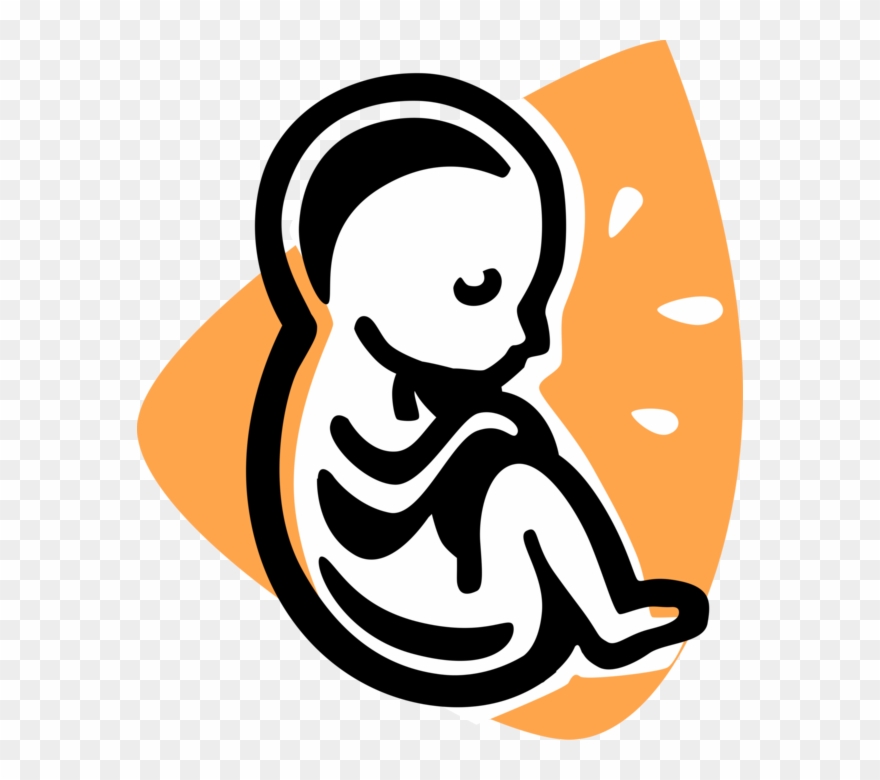 Vector Illustration Of Fetus Prenatal Human Between Clipart