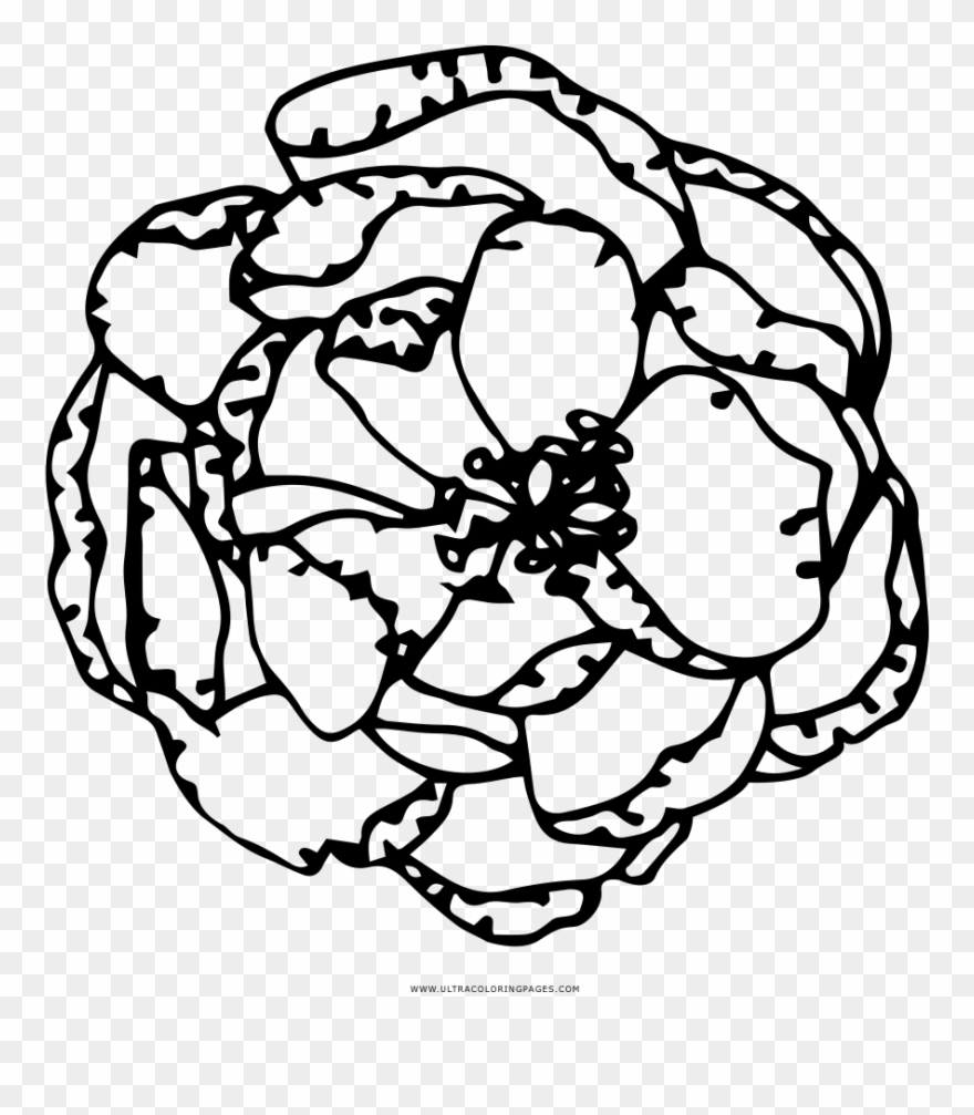 Flower Coloring Page Clipart