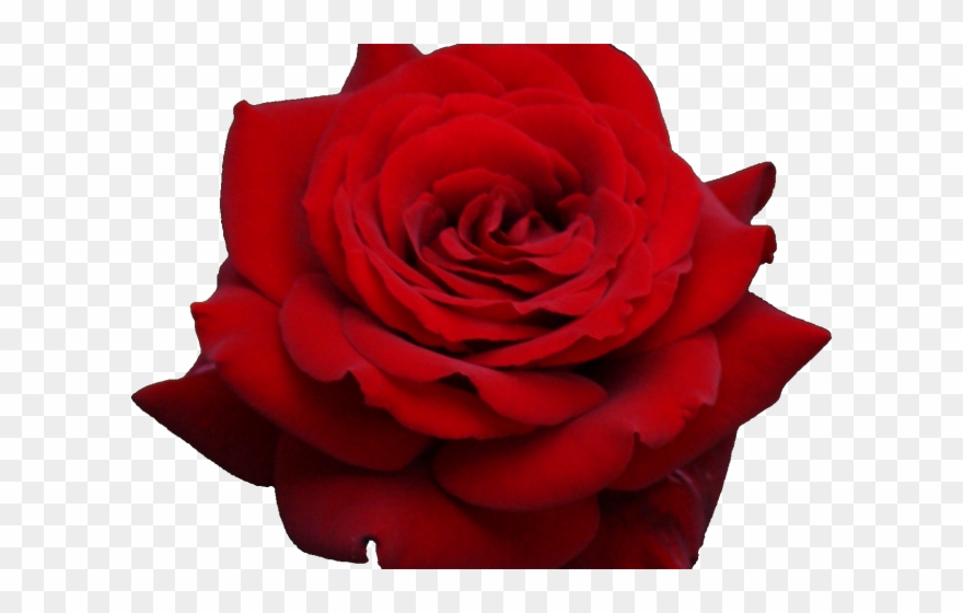 Planescape Torment Clipart Rose - Png Download