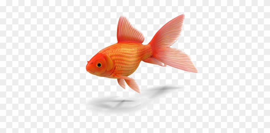 Goldfish Transparent Png Clipart
