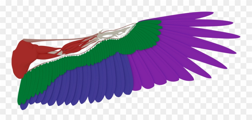 Arindam's Wing Clipart