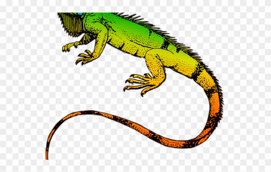 Iguana Clipart Wild Animal - Png Download