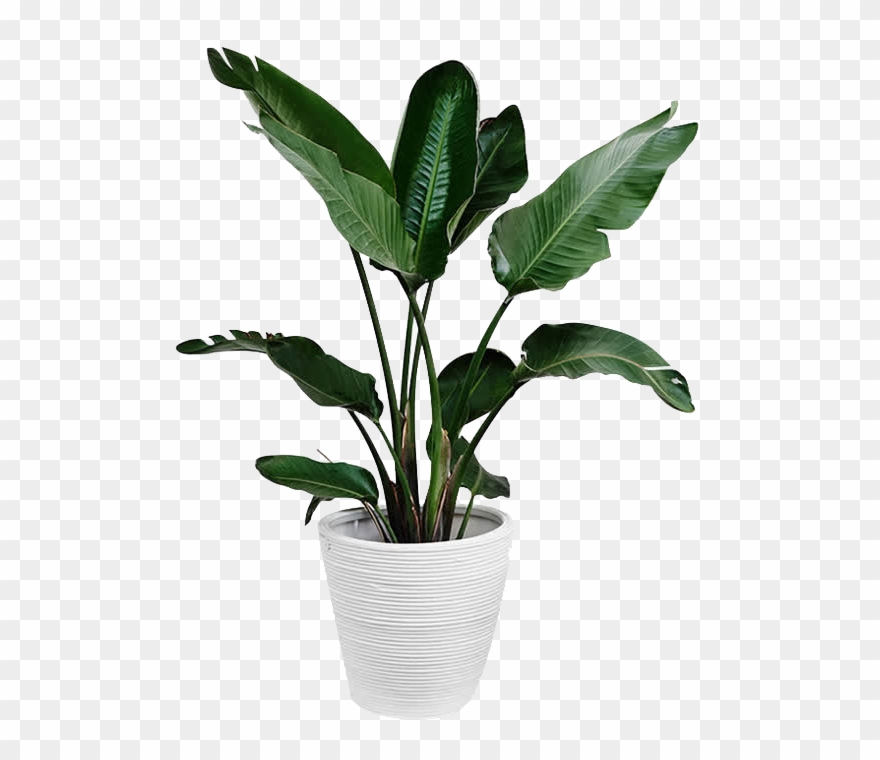 Plants Plant Leaf Arecaceae Palm Branch Green Clipart - Png Download