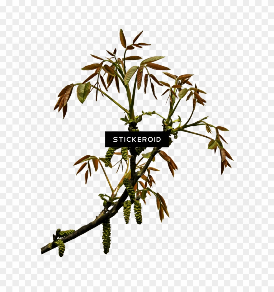 Spring Branch Clipart
