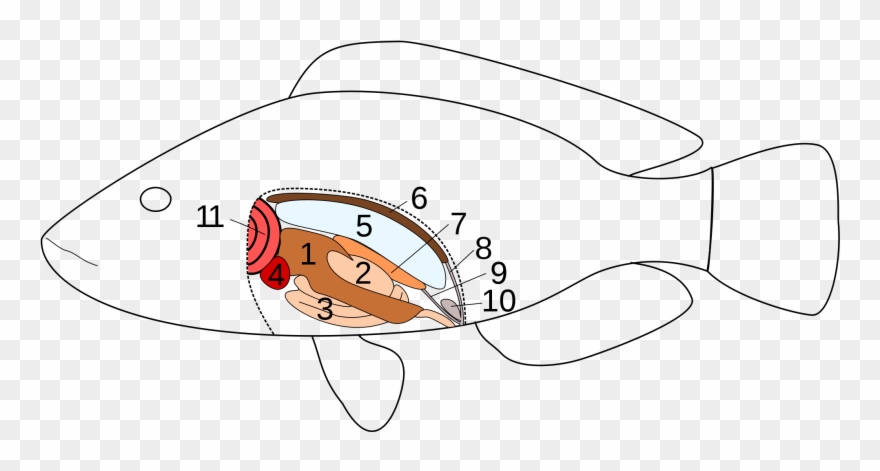 Innere Organe Eines Knochenfischs Clipart