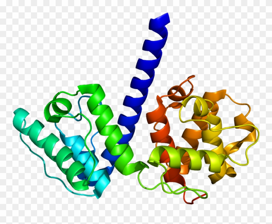 Muscle Clipart Epithelial Tissue - Png Download