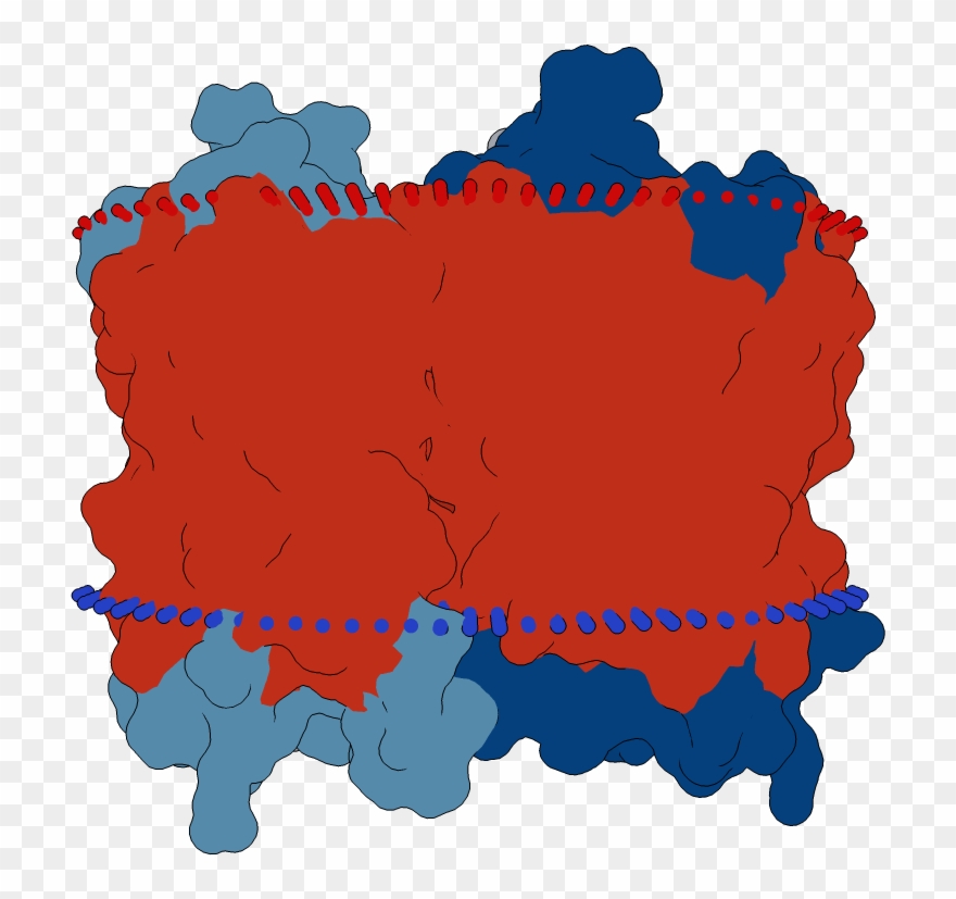 Transmembrane Flat Surface Display Opm Clipart