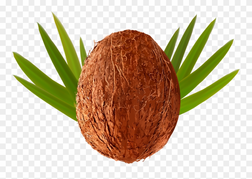 Transparent Png Clip Art Image Gallery Yopriceville - Coconut Clipart Transparent Background Png
