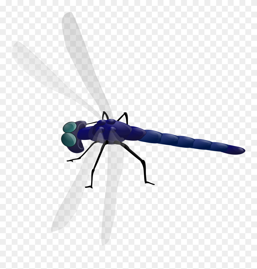 Dragon Fly No Background Clipart