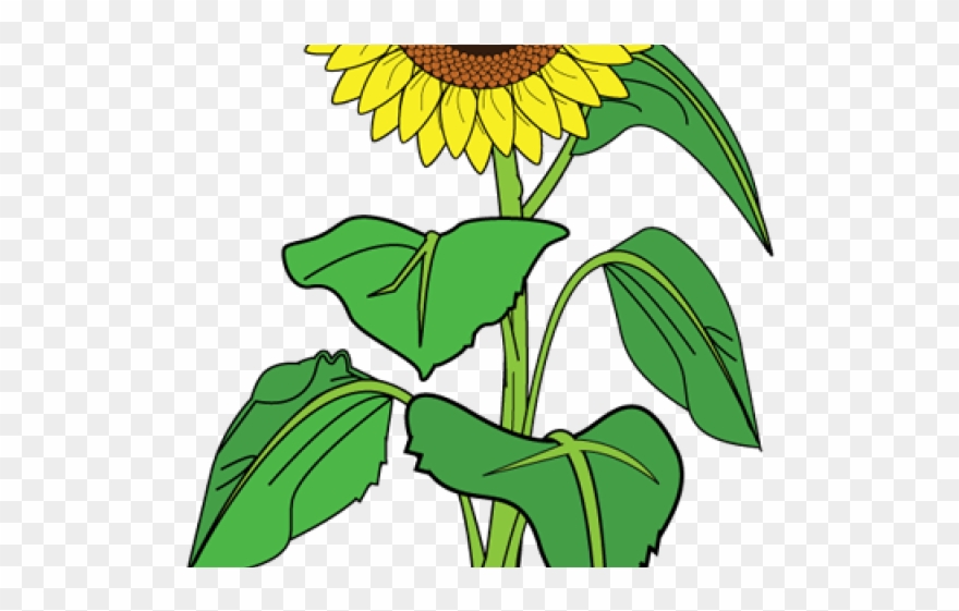 Image Transparent Stock Girl Free On Dumielauxepices - Clip Art Of Sunflower - Png Download