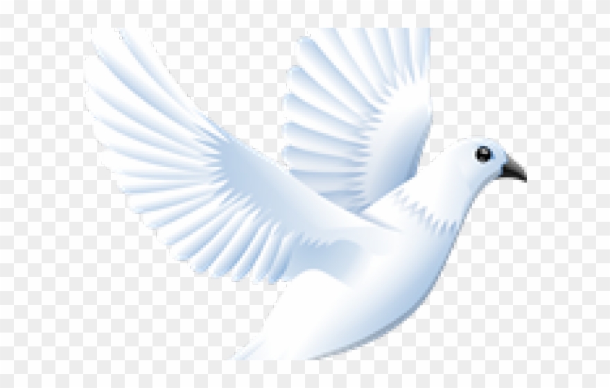 White Dove Clipart Clip Art - Clip Art - Png Download
