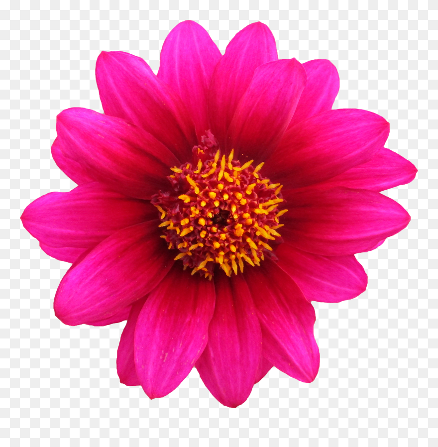 Flower Flor Flores Floral Clipart Clip Art Vetor Vector - Blume Png Transparent Png