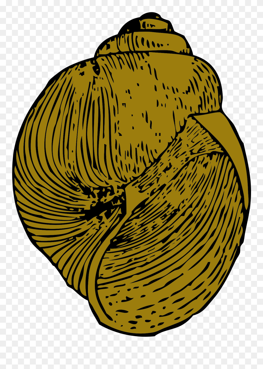 Free Snail Shell - Keong Vektor Clipart