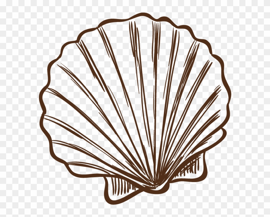 Seashell Illustration Hand Painted Banner Black And - Conchas Do Mar Desenho Clipart