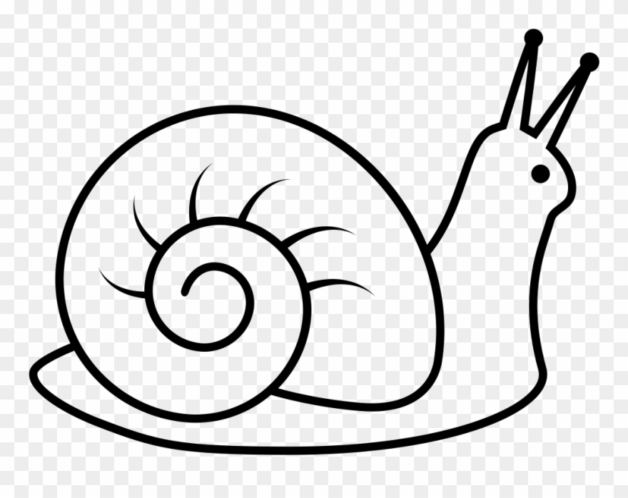 Drawing Shell Cone - Drawing Images Of Snail Clipart