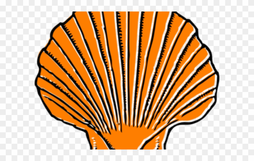 Shell Clipart Orange - Large Sea Shell Clipart - Png Download
