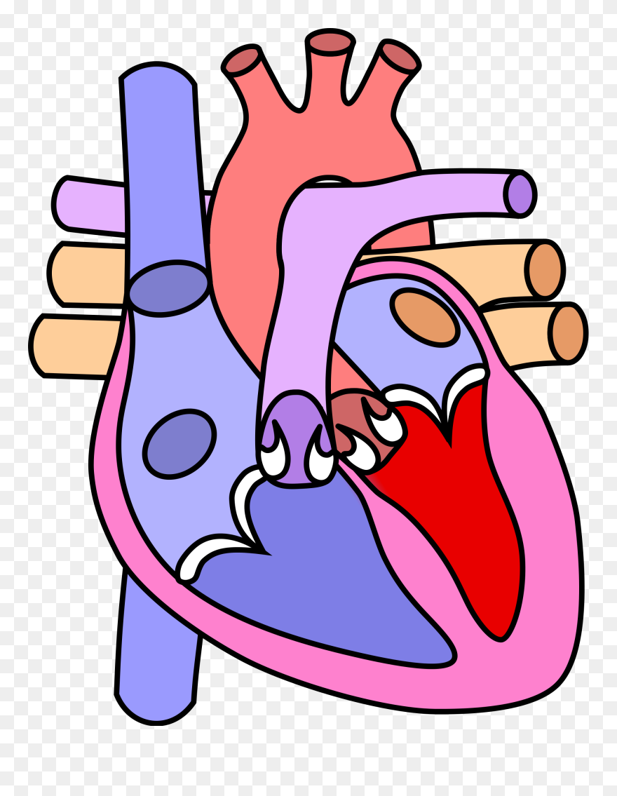 Clipart Fireman - Diagram Of The Heart Without Labels - Png Download