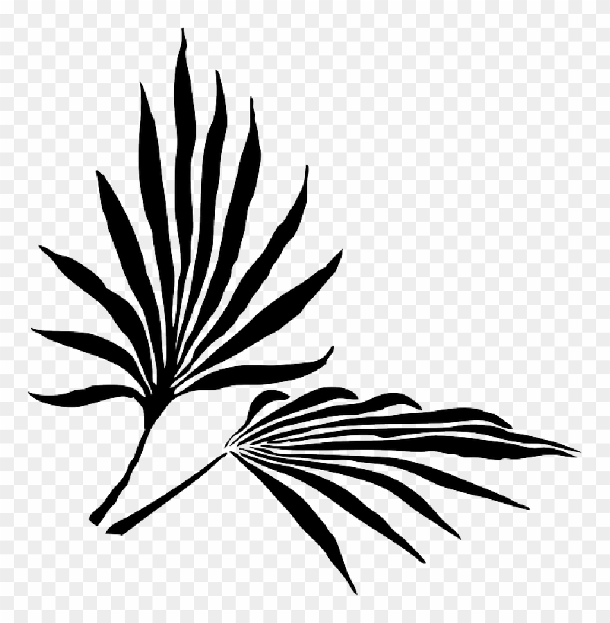 Palm Fronds Png Search Results Landscaping Gallery - Palm Frond Clip Art Transparent Png