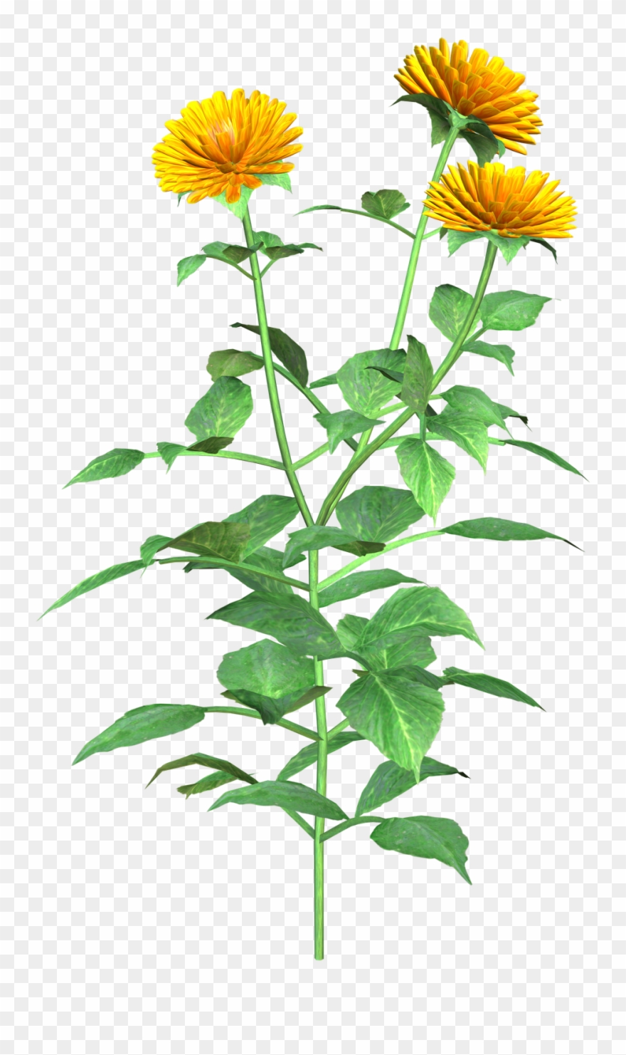 Clipart Info - Safflower - Png Download
