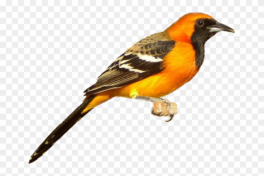 Orioles - Oriole Bird Clip Art - Png Download