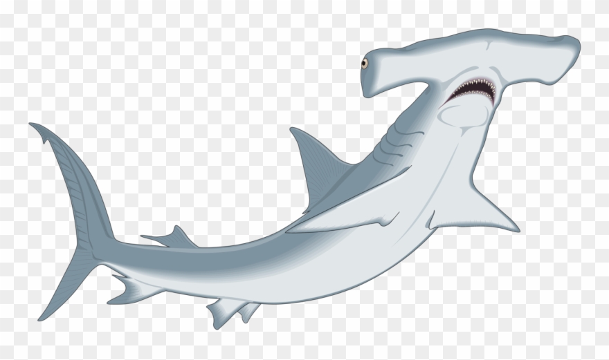 Hammerhead Shark Clipart Clip Art - Cute Cartoon Hammerhead Sharks - Png Download