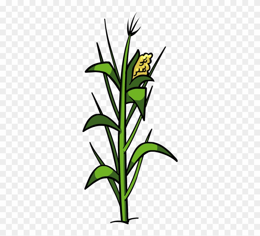 Plant Clipart Corn - Corn Plant Png Transparent Png
