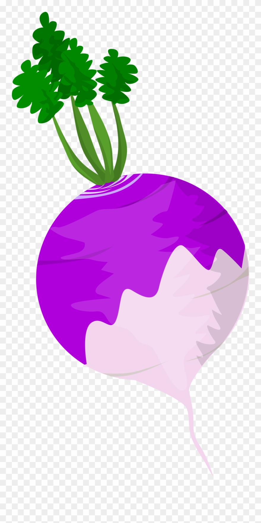 Vegetables Clipart Turnip - Clipart Pic Of Turnip - Png Download