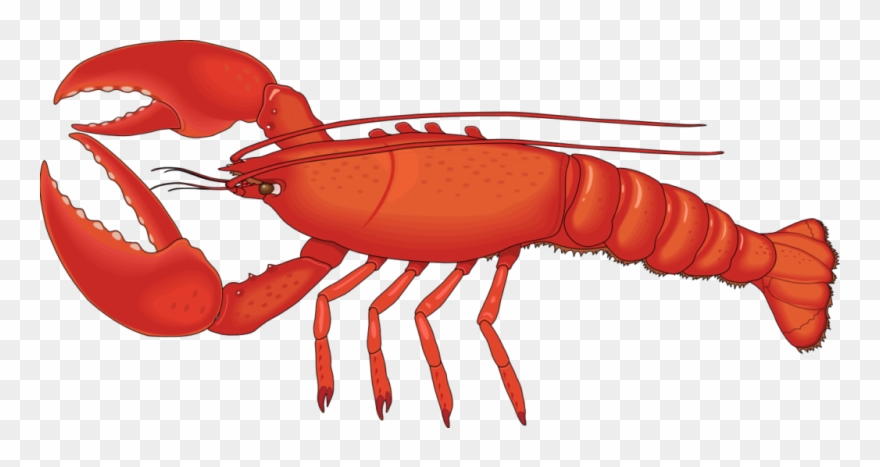 Lobster Png Hd - Lobster Png Clipart
