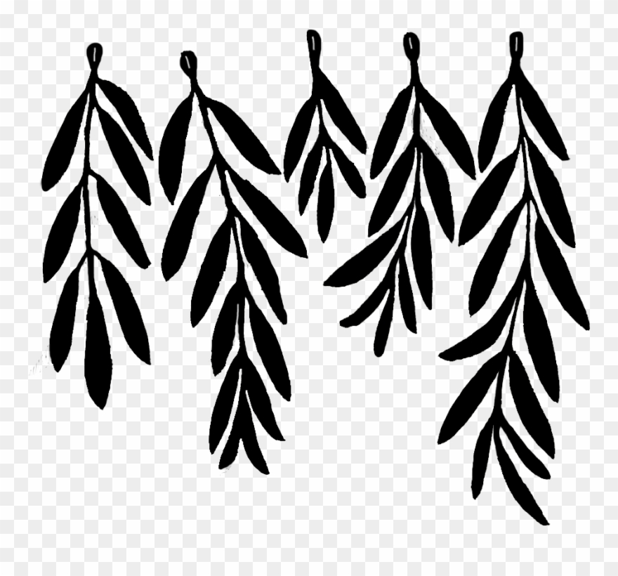 Olive Leaf Drawing , Png Download Clipart