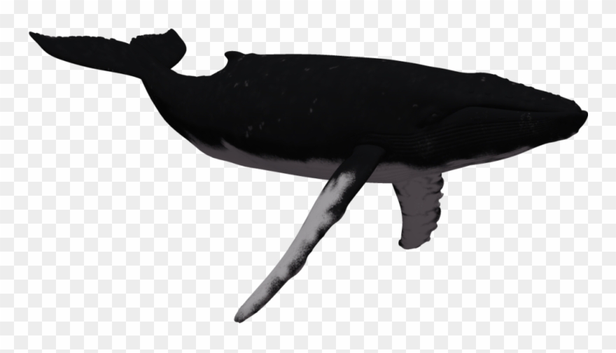 Humpback Whale Clipart Free Download Best Humpback - Png Download
